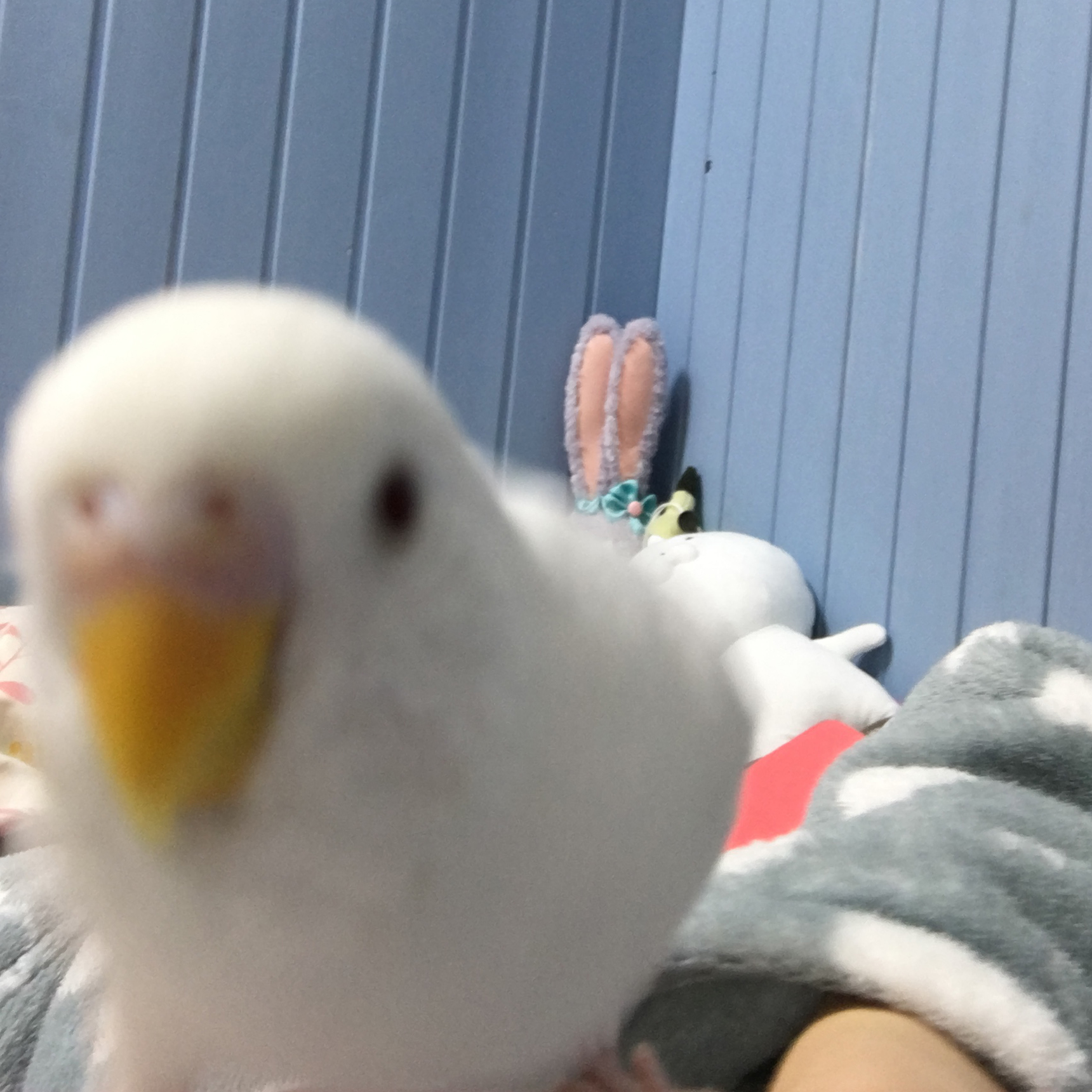 しゃべる インコ